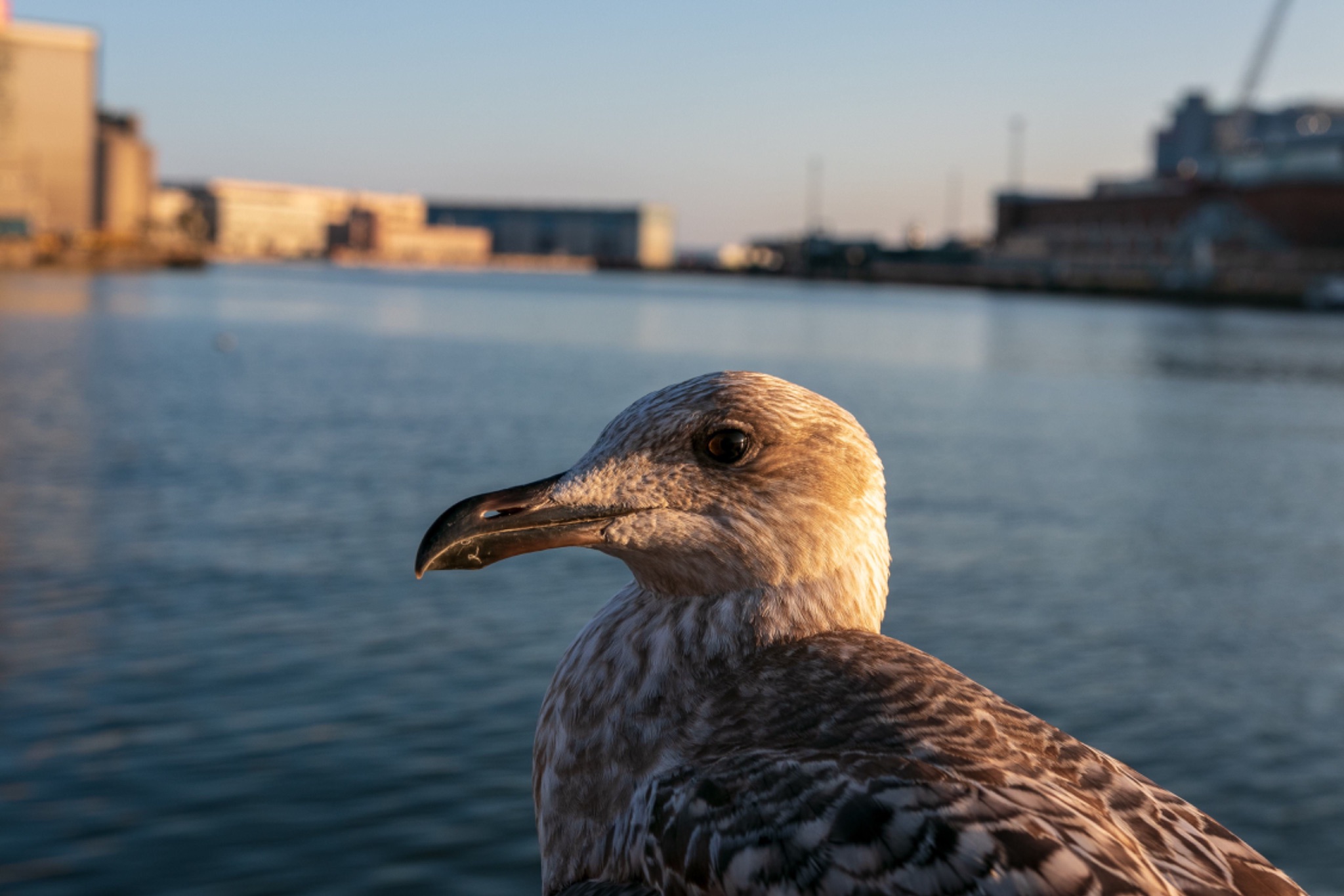 Wächter von Helsinki
